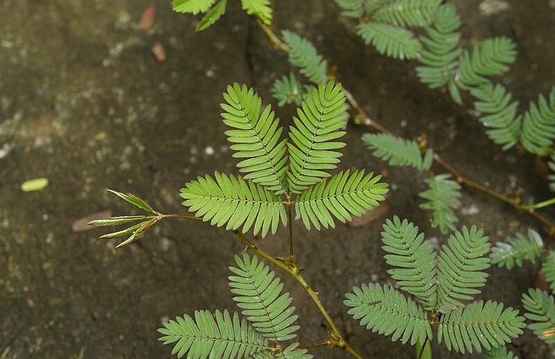 Hair-trigger plant Mimosa pudica sensitive plant World Sensorium Conservancy