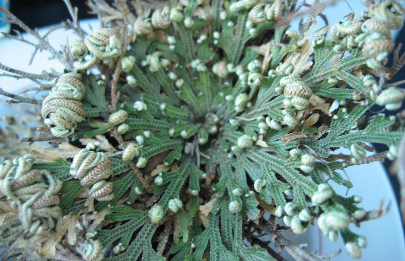 Nest ball plant Selaginella lepidophylla World Sensorium Conservancy