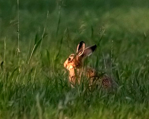 rabbit in a field