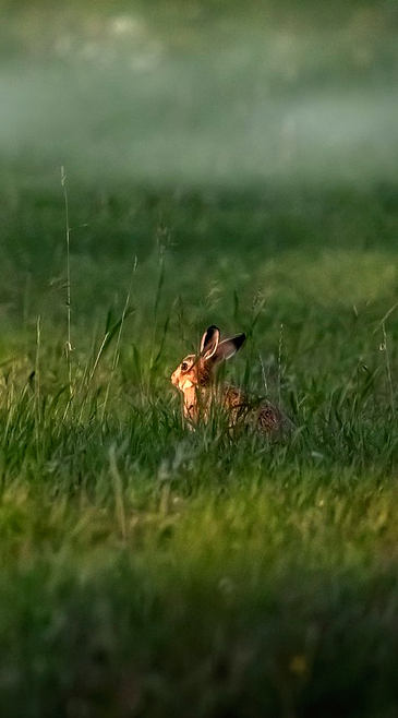 Rabbit Grass Meadow World Sensorium Conservancy