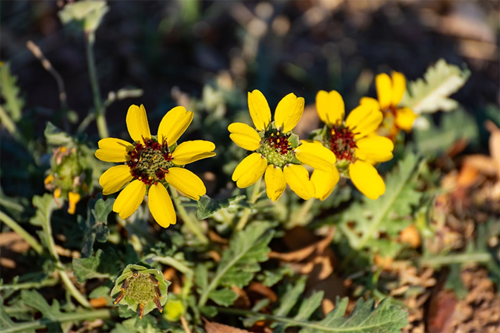 Blooming chocolate daisies known as lyreleaf greeneyes World Sensorium Conservancy