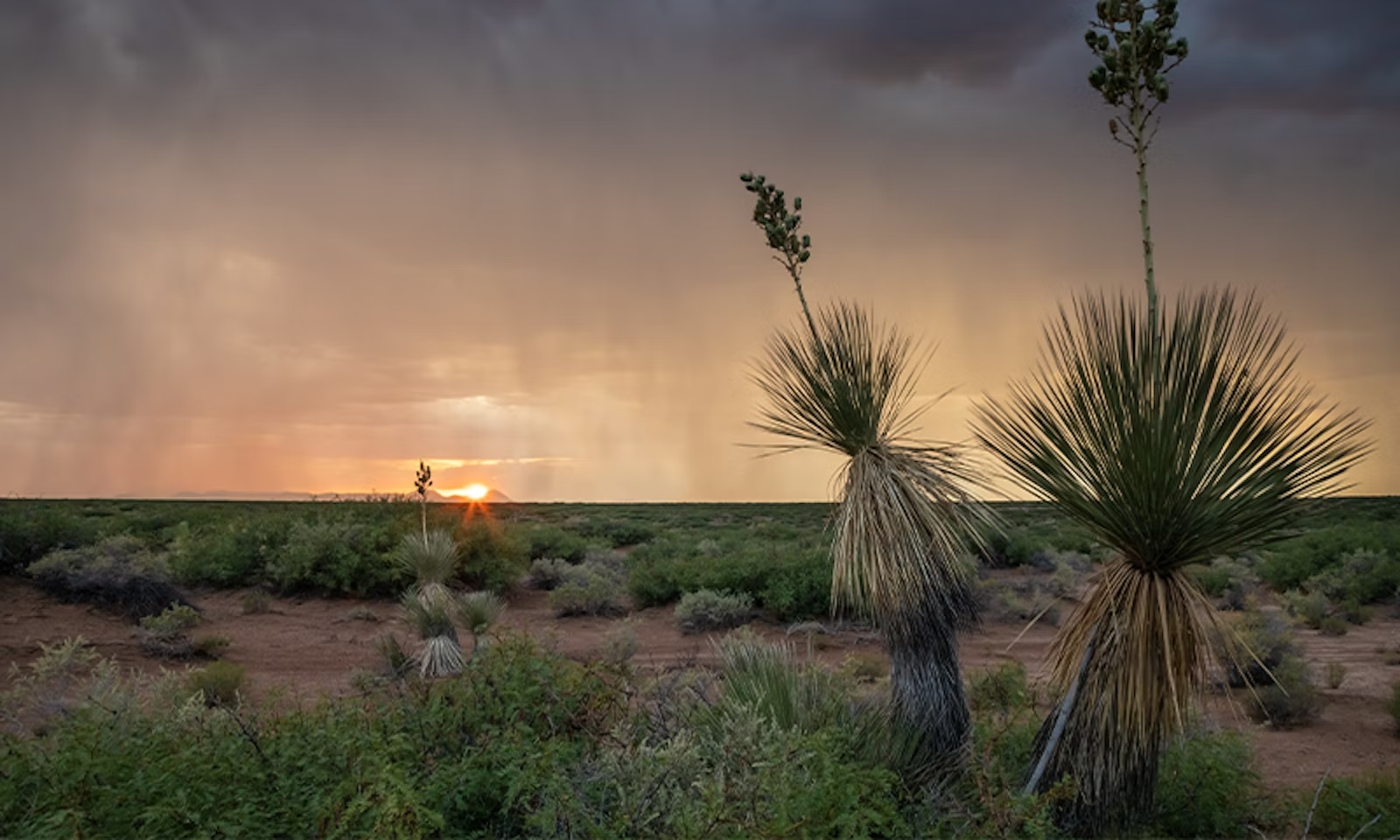 How the desert taught me to smell