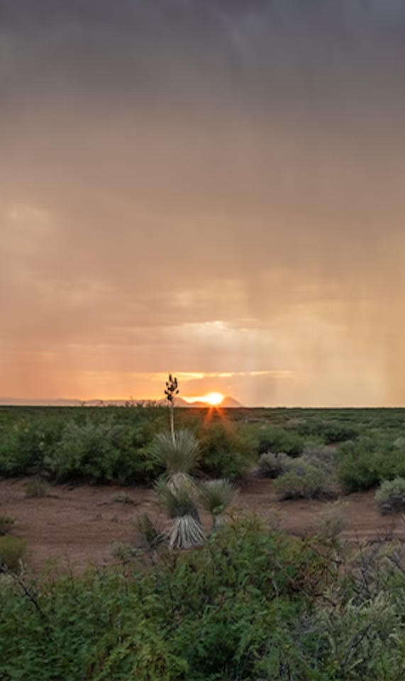 Desert Sun World Sensorium Conservancy