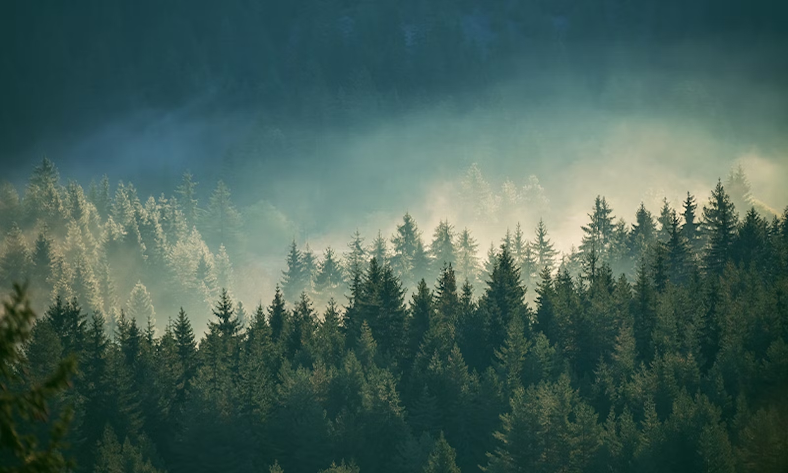 A Buffer Zone for Trees