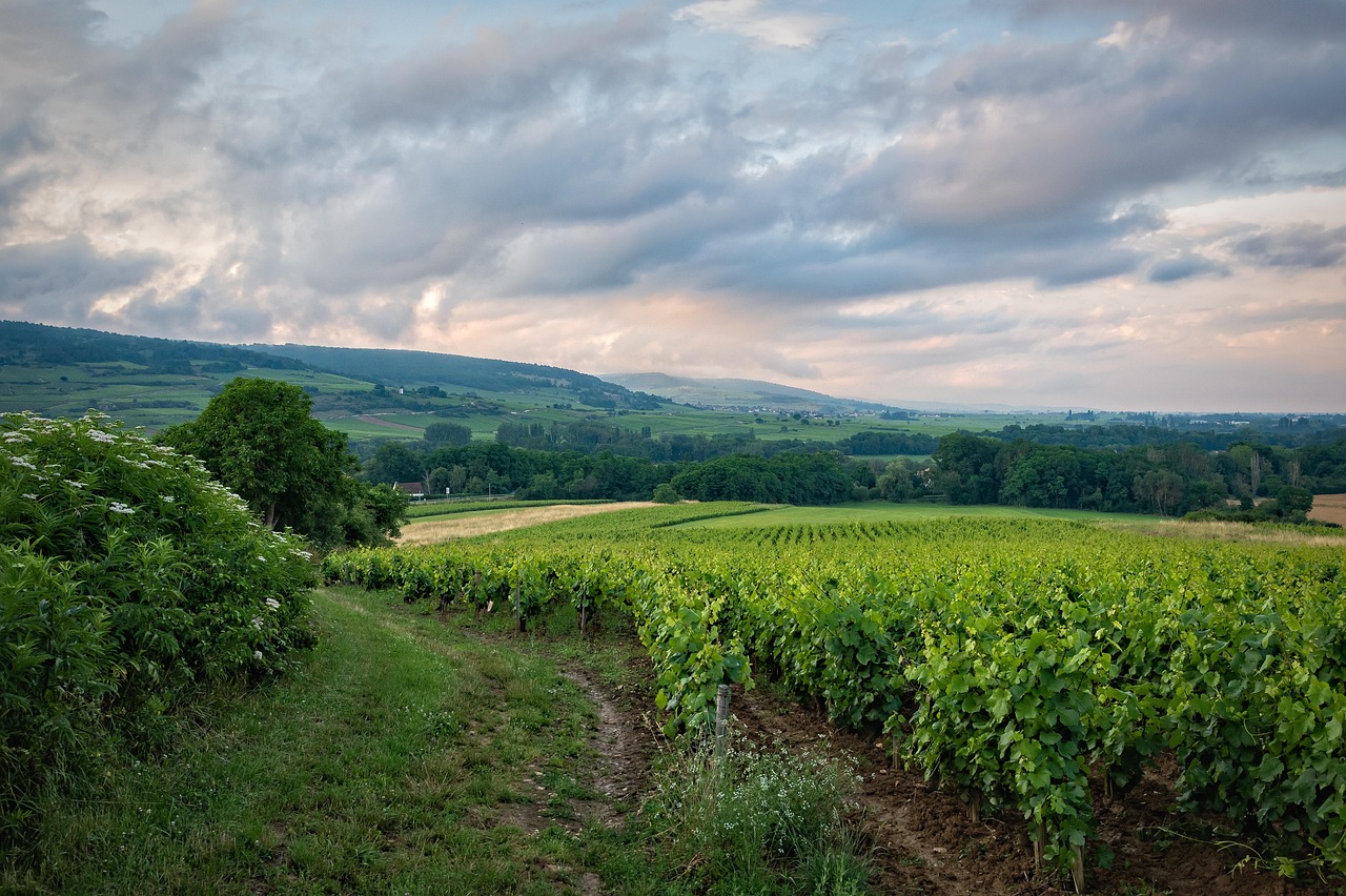 Vineyard Ireland World Sensorium Conservancy