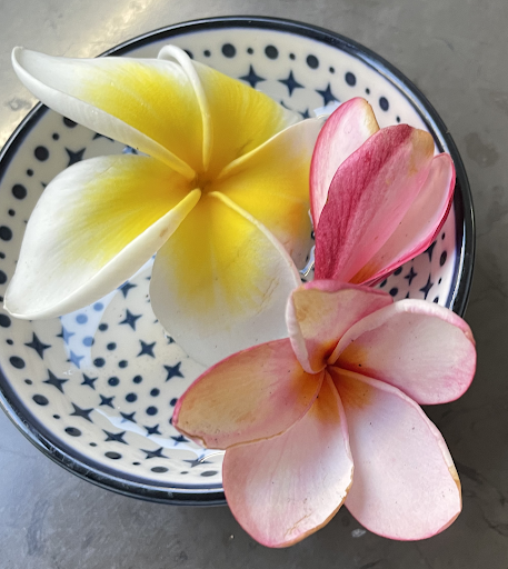 two different species of frangipani flower World Sensorium Conservancy