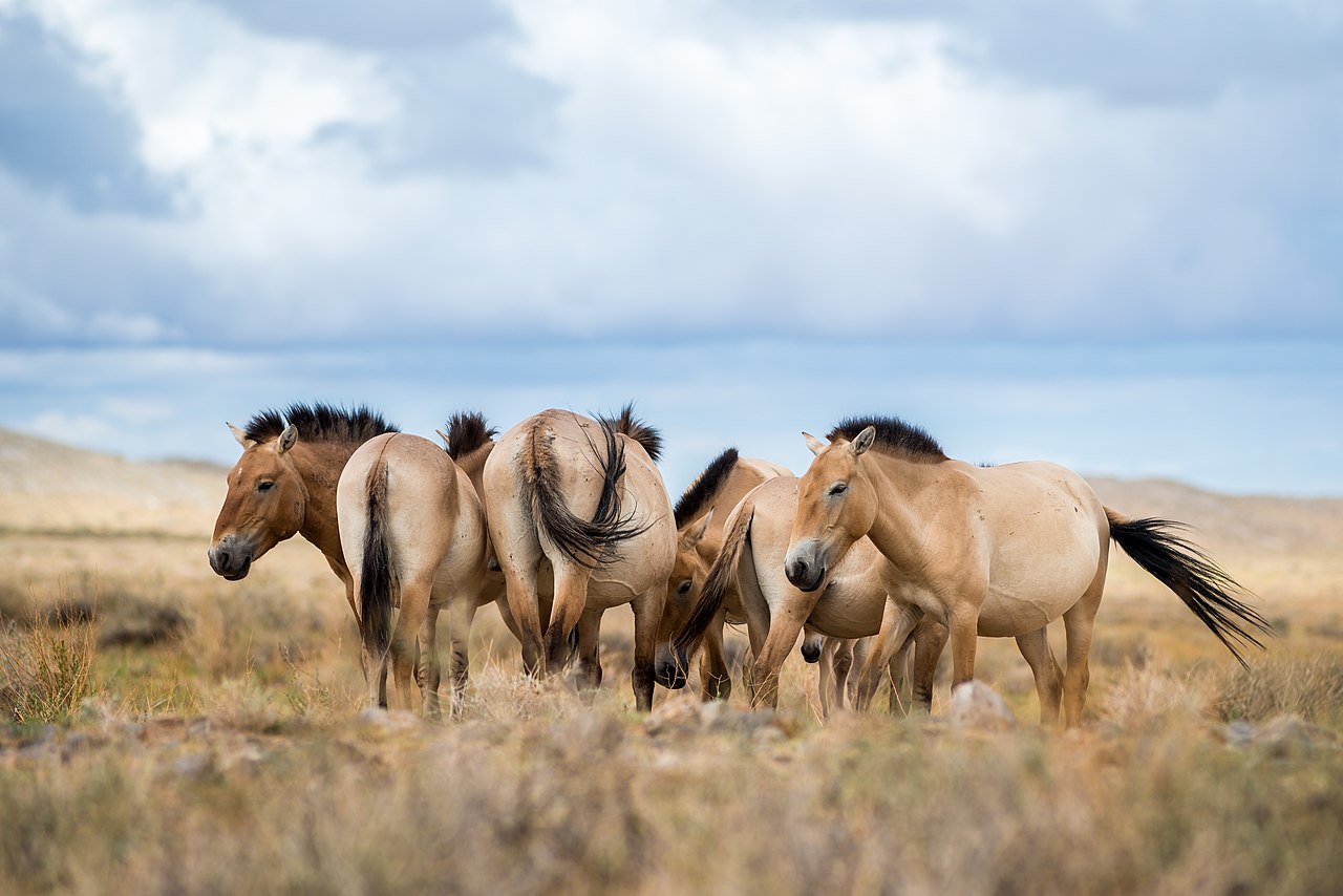 Przewalski Horses