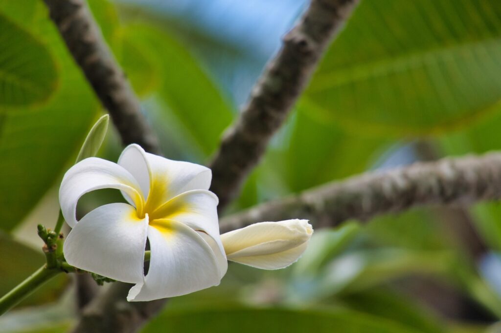 Saint Vincent and the Grenadines: Frangipani Plumeria