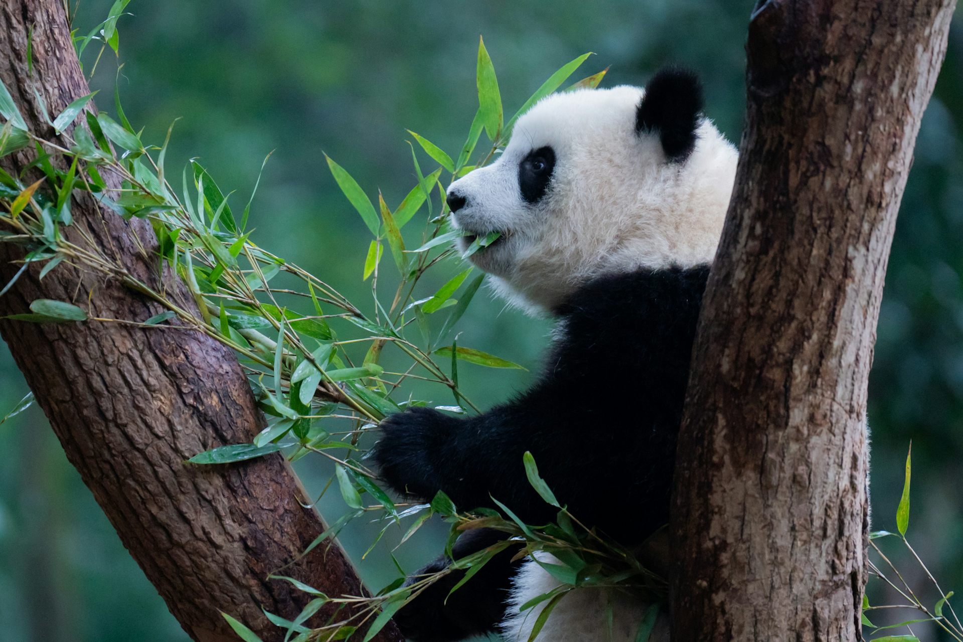 giant panda eating bamboo