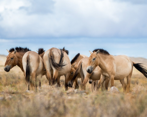 horses