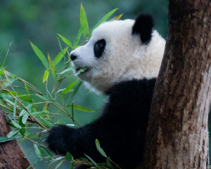 panda eating bamboo