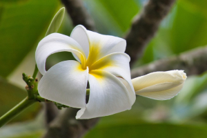 plumeria