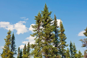 Black spruce stand at Arctic Chalet