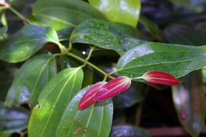 Cinnamomum verum