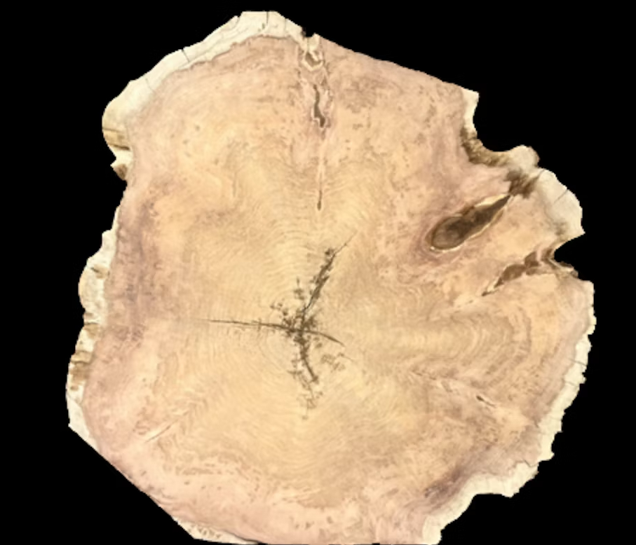 Tree Rings