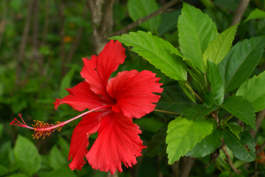 Hibiscus rosa sinensis flower