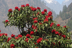 TIBET Rhododendron arboreum