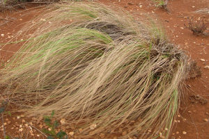 Western Sahara Grasses Aristida Eragrostis Panicum