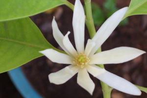 White Champaca flower Taiwan