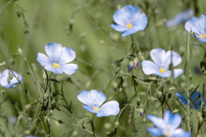 lone staudenlein blue flax flower