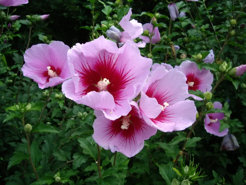 Mugunghwa Hibiscus syriacus South Korea