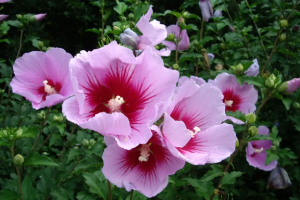 SOUTH KOREA Mugunghwa Hibiscus syriacus