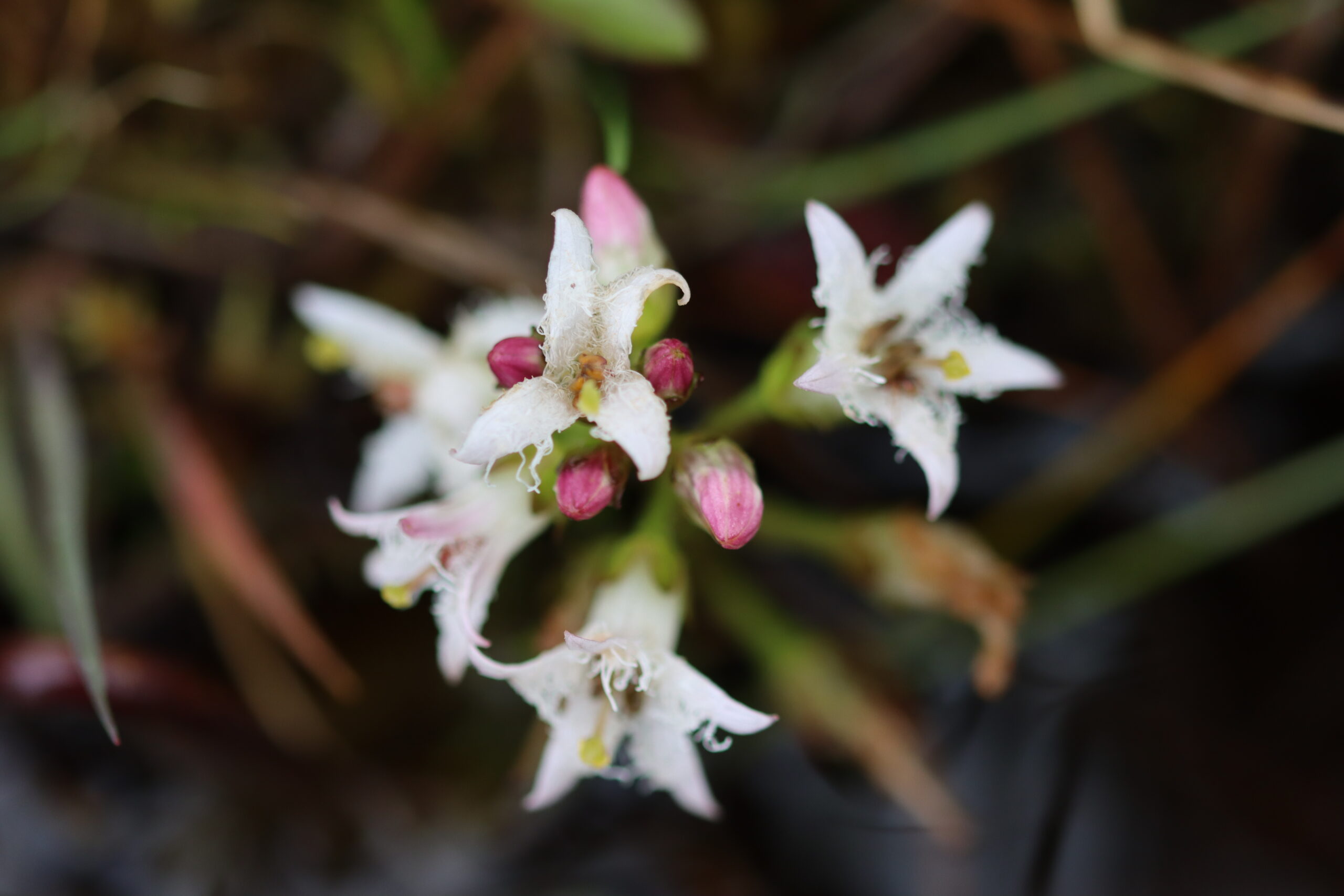 Bog bean flower