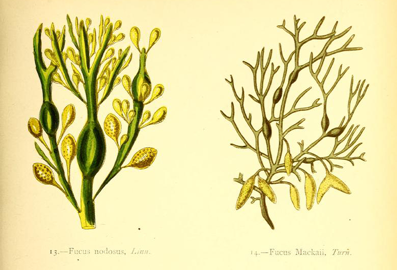 SEAWEED MANIA: The European algae craze began in London in the 1750s and spread across social strata—drawing women out to the seashore in convention-busting boots and short petticoats.