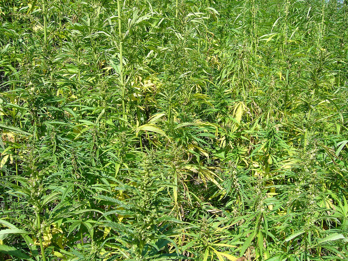Hemp plants-cannabis sativa