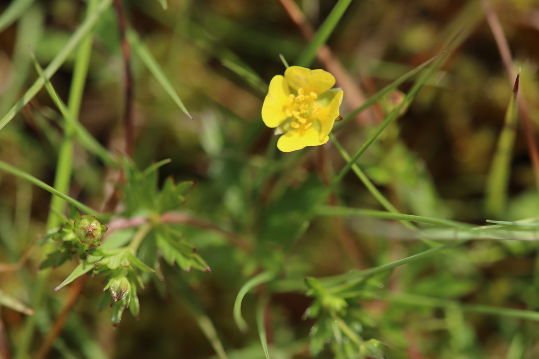 Tormentil Potentilla erecta