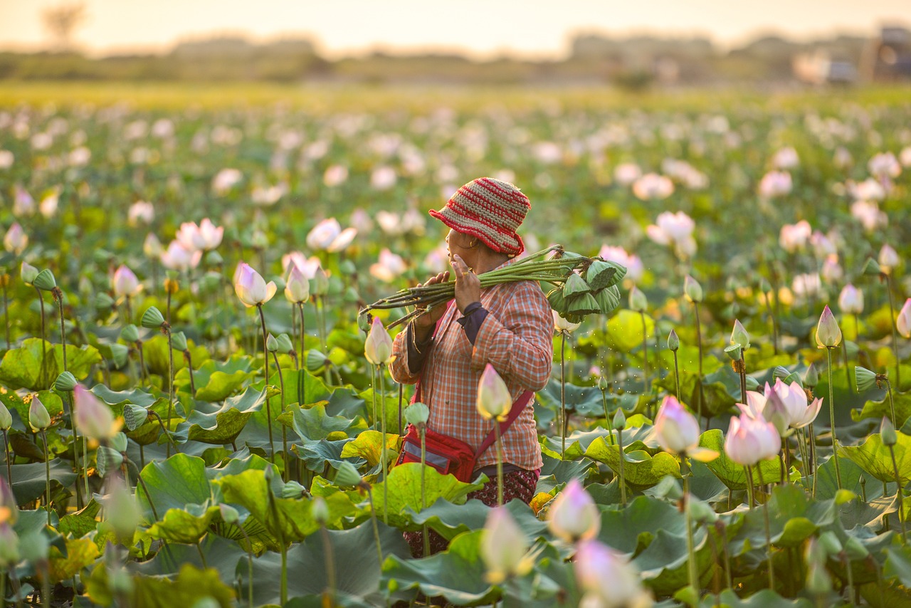 Free Lotus Flowers Cambodia