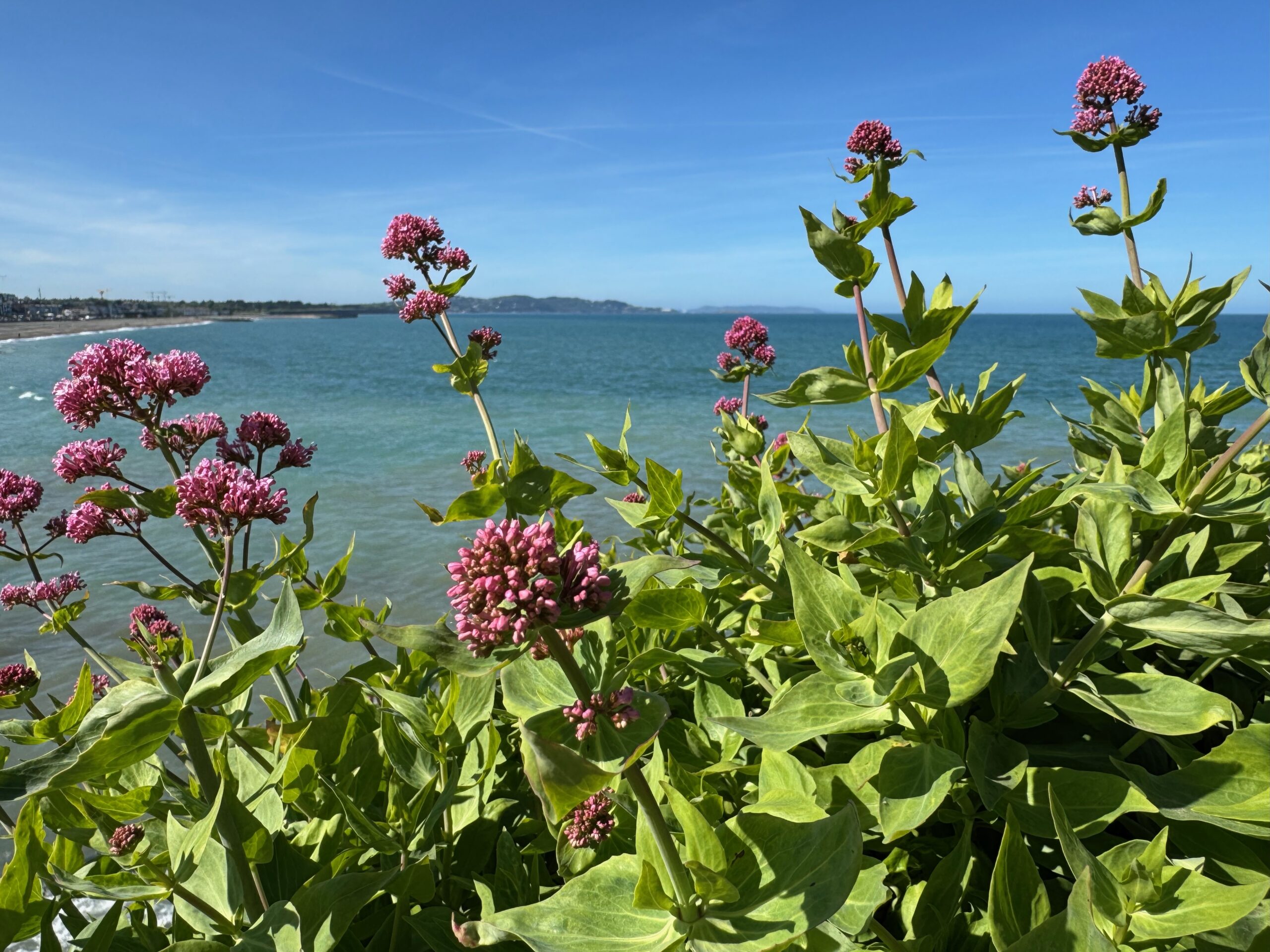 Red valerian
