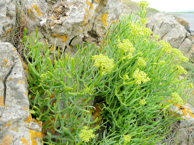 Rock Samphire Crithmum maritimum