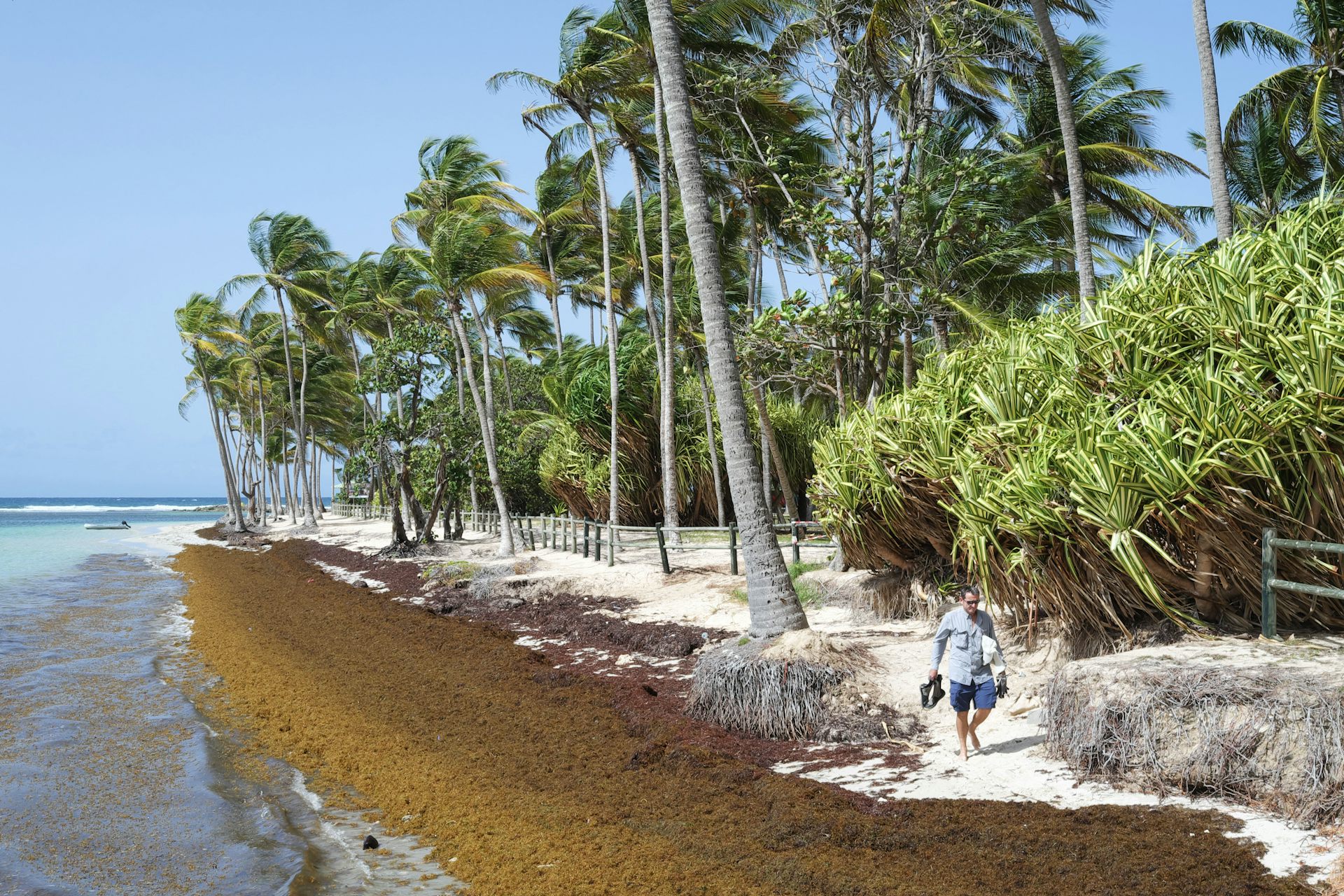 Sargassum seaweed Caribbean’s white sand beaches