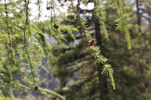 forest