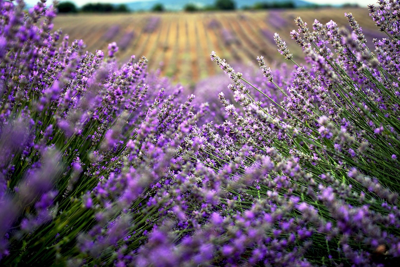 lavender field in Bulgaria