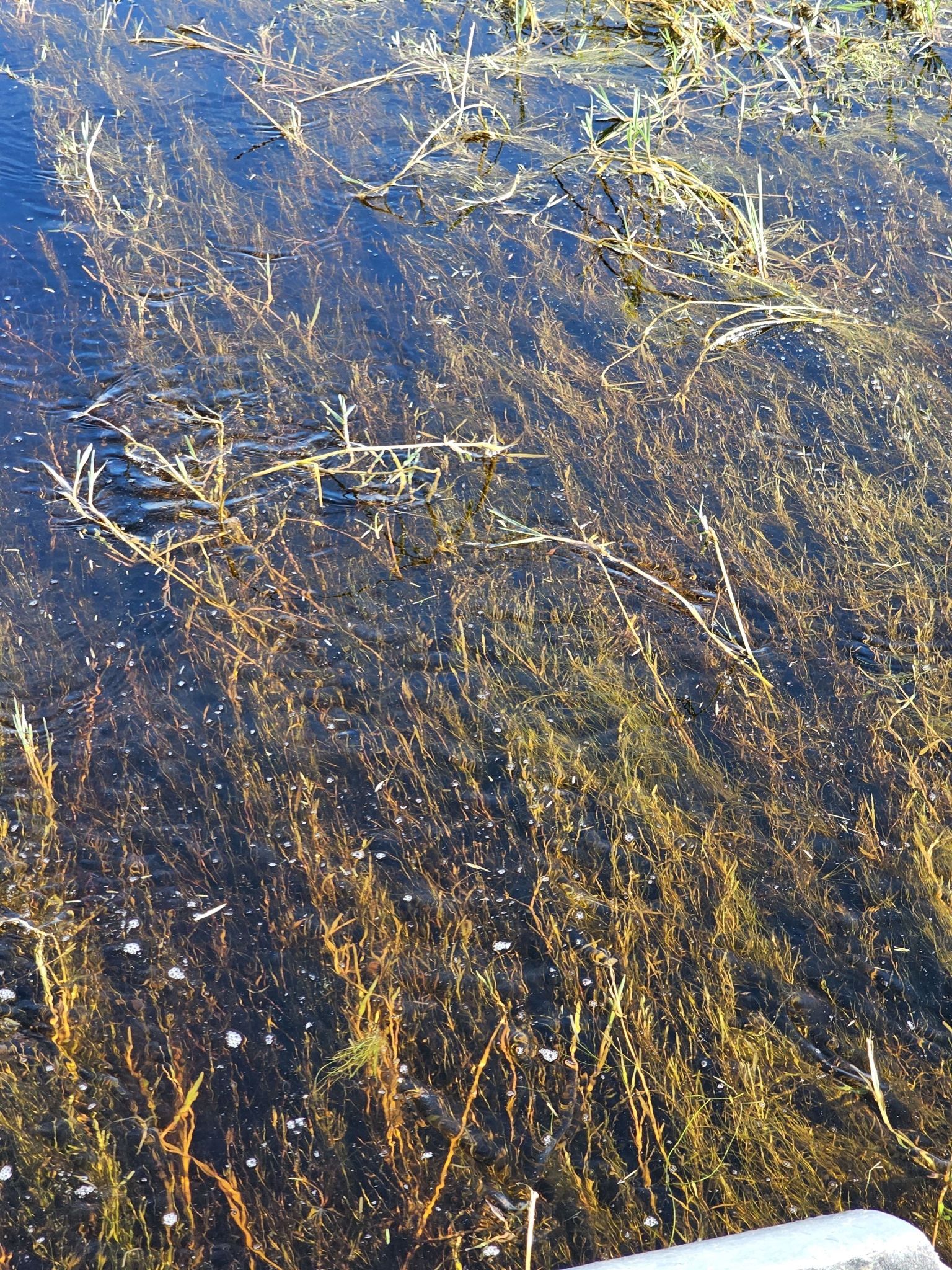 Watergrass of the genus Luziola