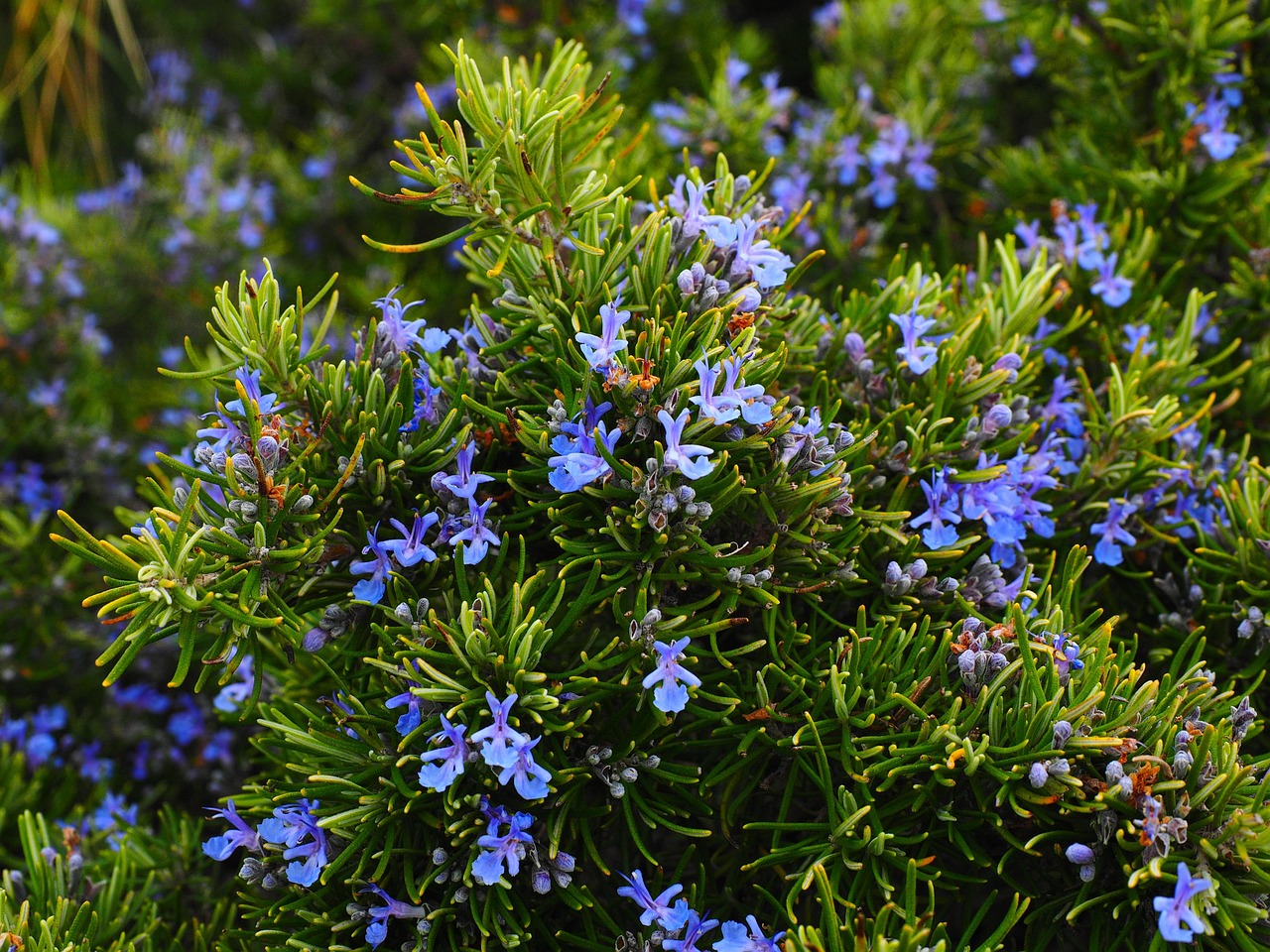 Rosemary Rosmarinus officinalis