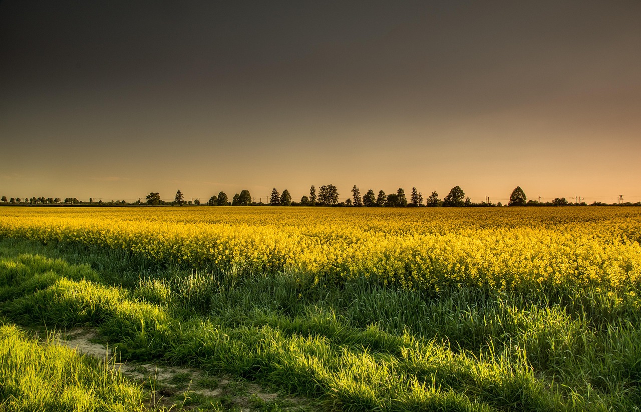 twilight fields meadows