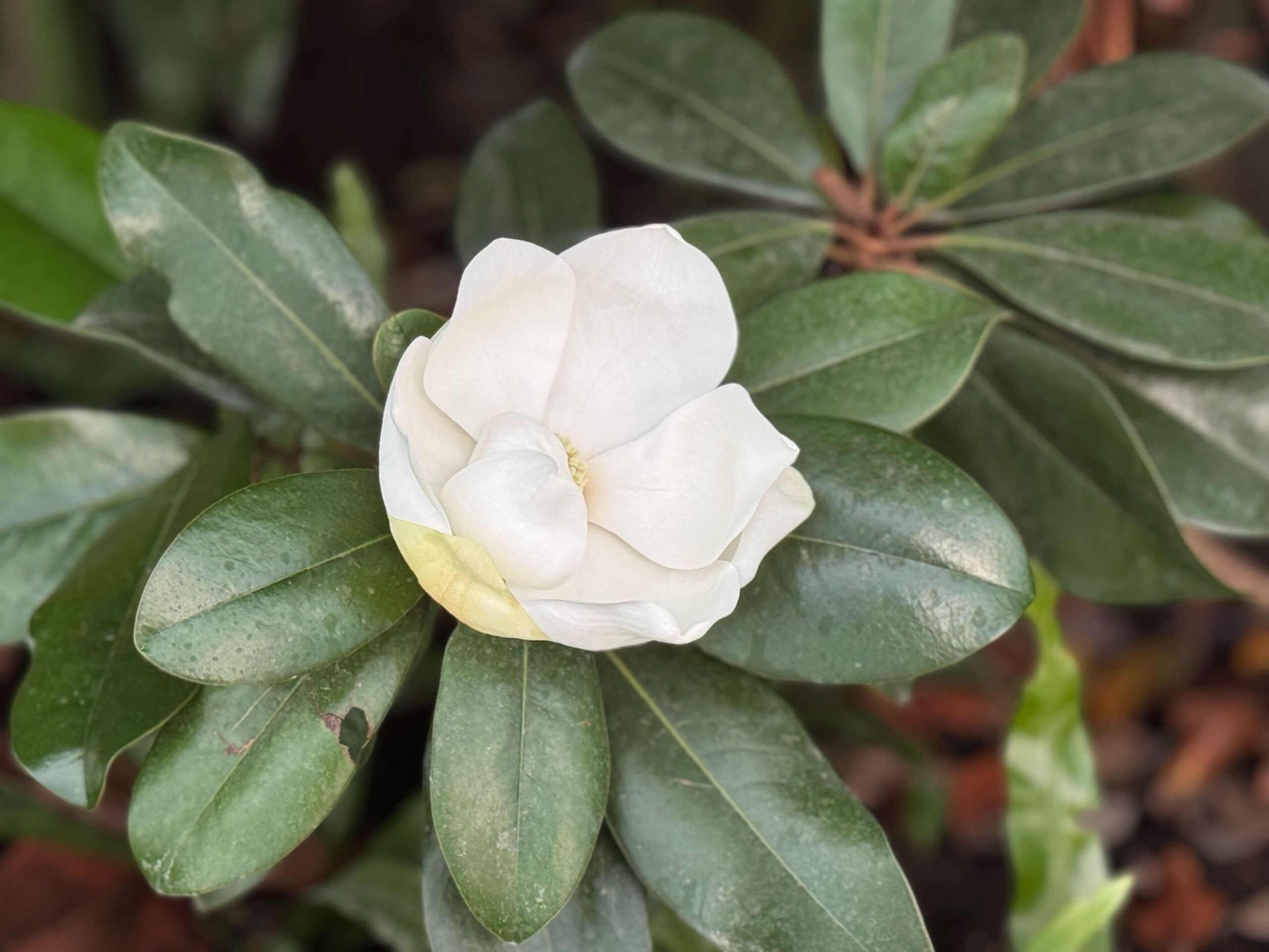 Magnolia