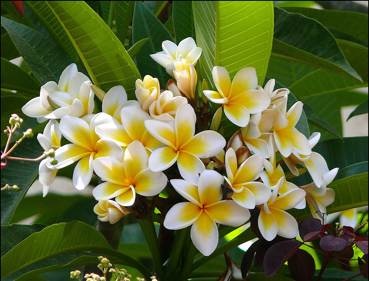 Plumeria