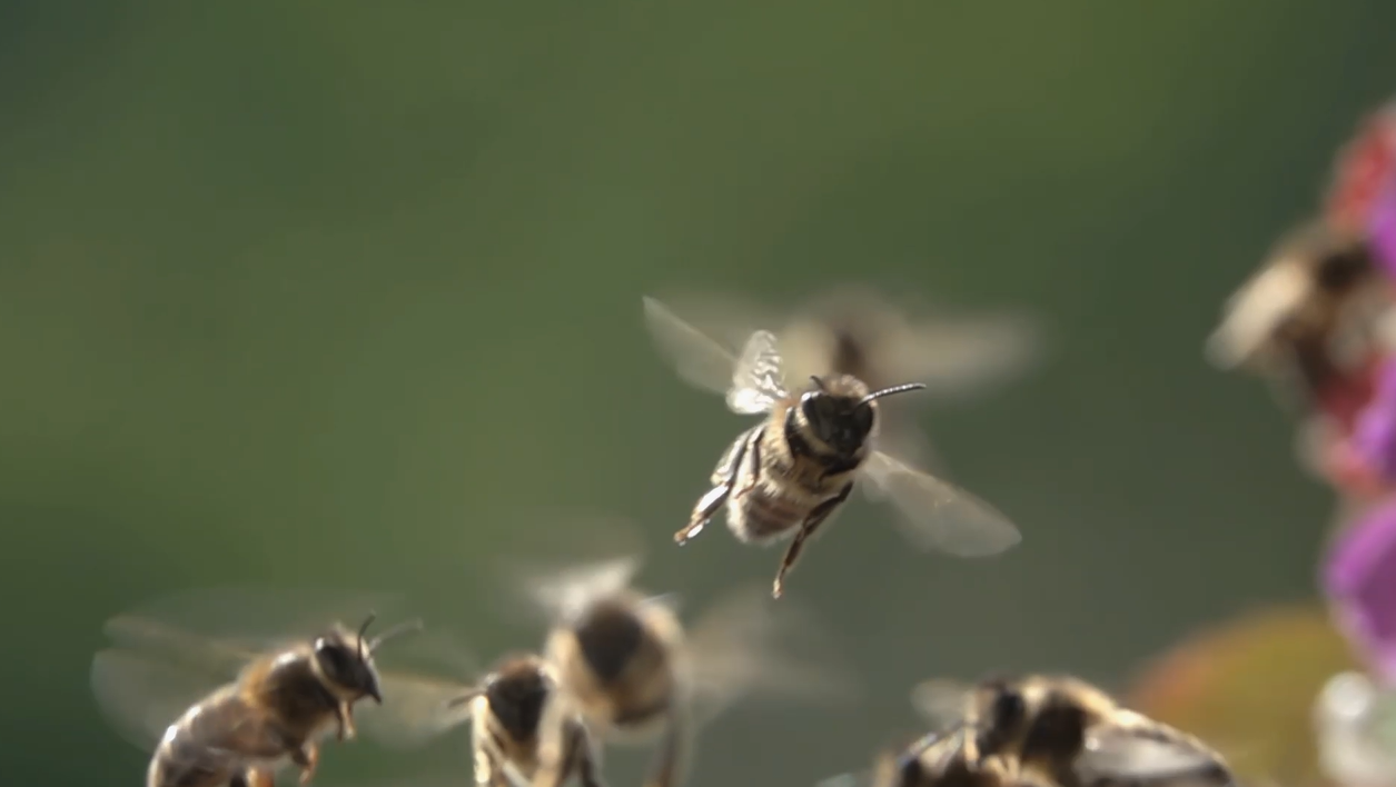 bees